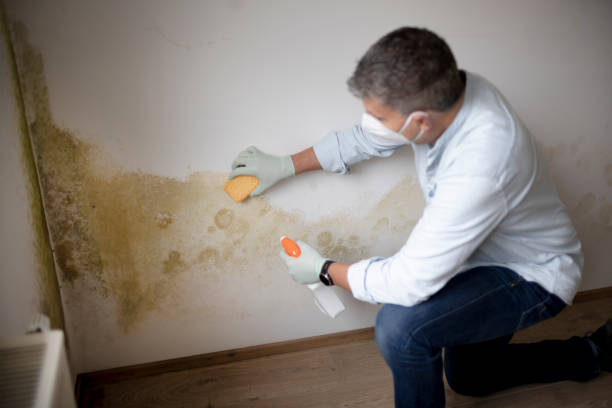 Trusted South Hooksett, NH Mold Removal Experts