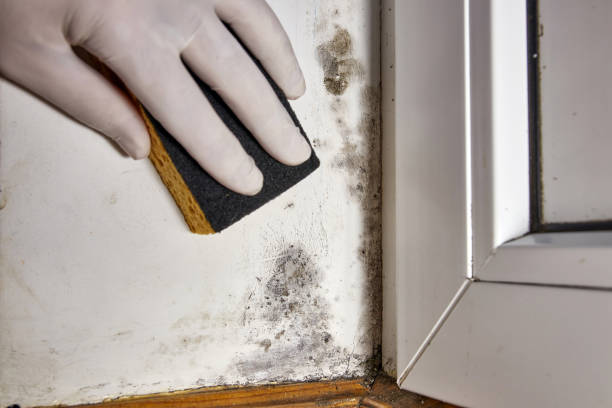 Best Water Damage & Mold Remediation  in South Hooksett, NH